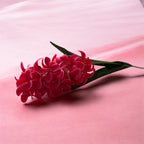 Hyacinth